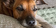 Rosie is registered to the contest to win money with this photo: dog, brown_dog, pet, close_up, sleepy, blanket, texture, resting, indoors, carpet, floor, ears, face, snout, fur, animal, canine, relaxation, cozy, home