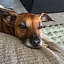 dog, brown_dog, pet, close_up, sleepy, blanket, texture, resting, indoors, carpet, floor, ears, face, snout, fur, animal, canine, relaxation, cozy, home