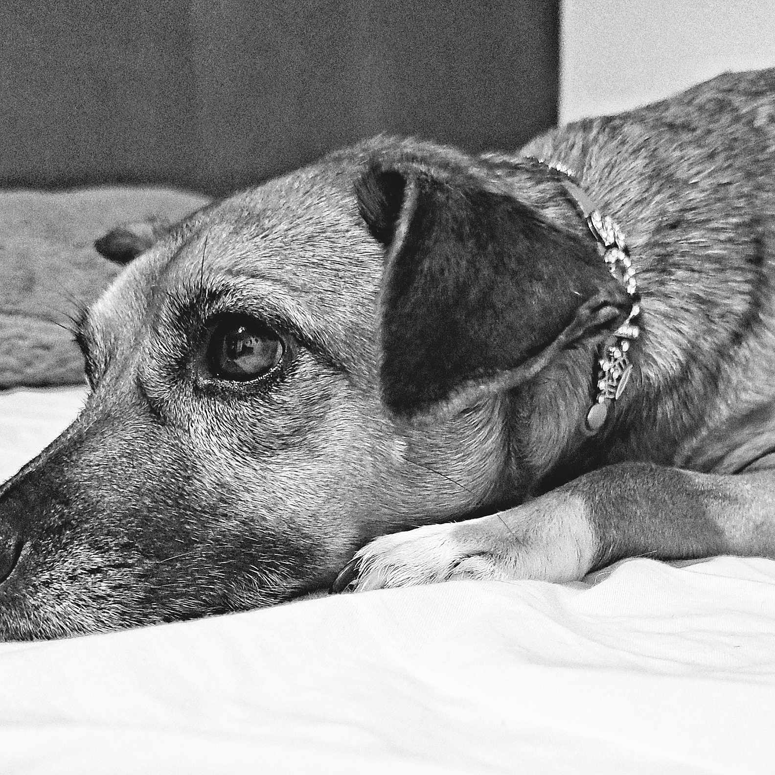 Rosie is registered to the contest to win money with this photo: animal, bed, black_and_white, canine, close_up, collar, dog, domestic_animal, fur, indoor, lying_down, paw, pet, portrait, relaxed, resting, side_view, sleepy, snout, whiskers