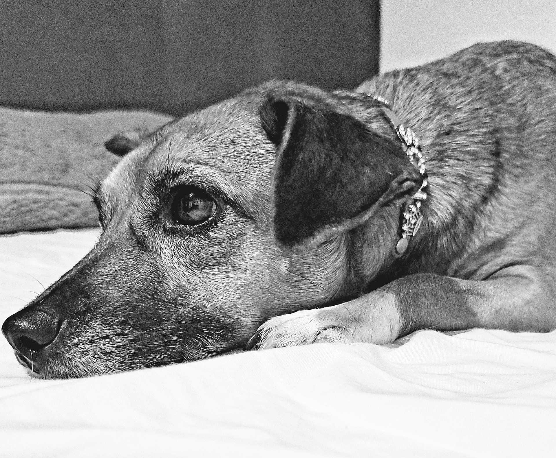 Rosie