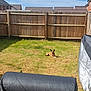 dog, backyard, grass, fence, outdoor, sunlight, blue_sky, house, residential, pet, leisure, animal, lawn, quiet, daytime, covered_furniture, relaxing, brown_dog, small_dog, yard