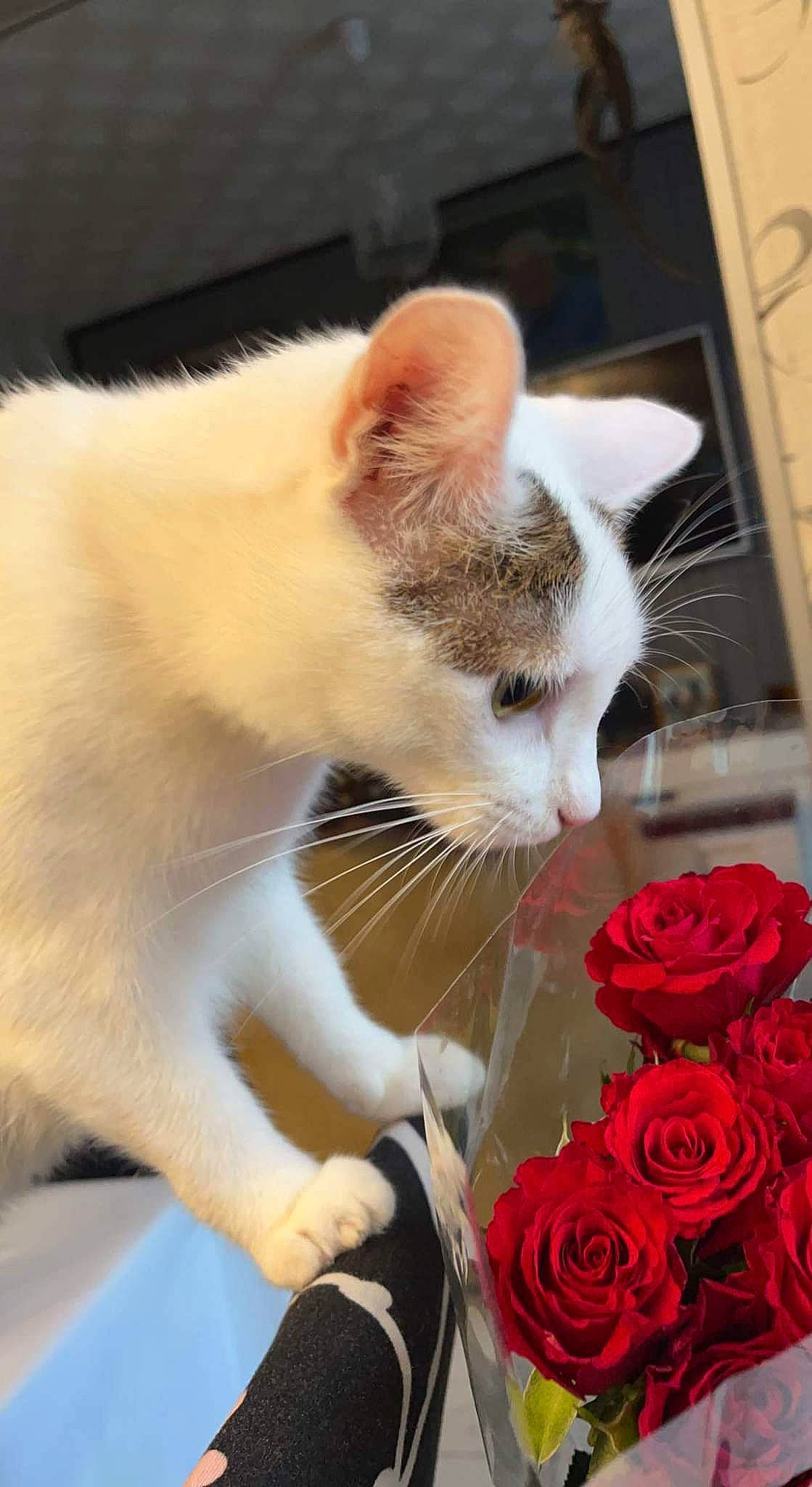 Blanche a rejoint le concours — aidez-le/la à gagner de superbes lots ! carmine, carnivore, cat, comfort, domestic_short_haired_cat, felidae, flower, flower_arranging, fur, gesture, hybrid_tea_rose, paw, petal, plant, rose, rose_family, rose_order, small_to_medium_sized_cats, whiskers, window