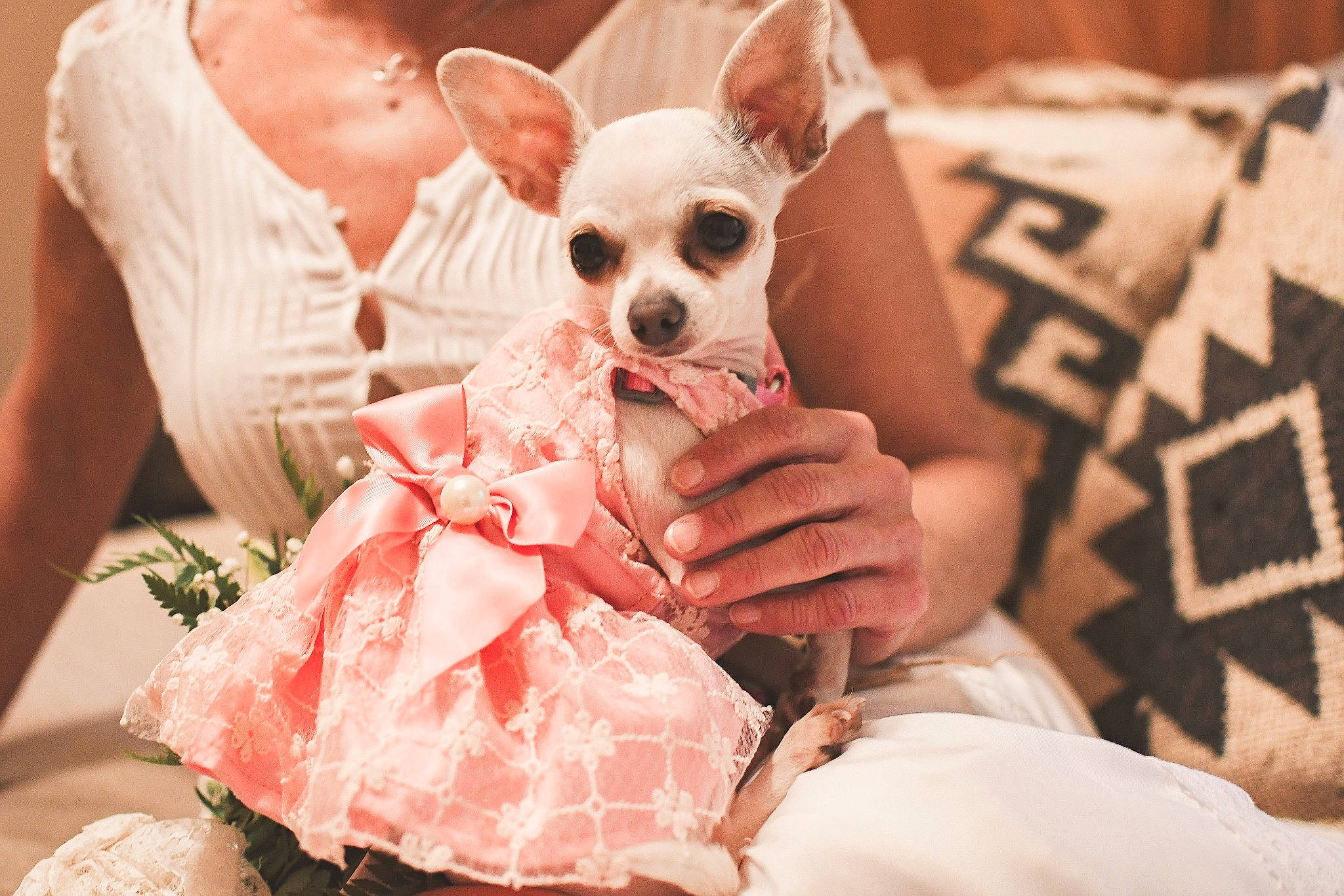 Finch joined the competition — help win amazing prizes! canidae, carnivore, chihuahua, companion_dog, dog, dog_breed, dog_clothes, ear, fawn, pink, puppy, puppy_love, skin, snout, toy_dog