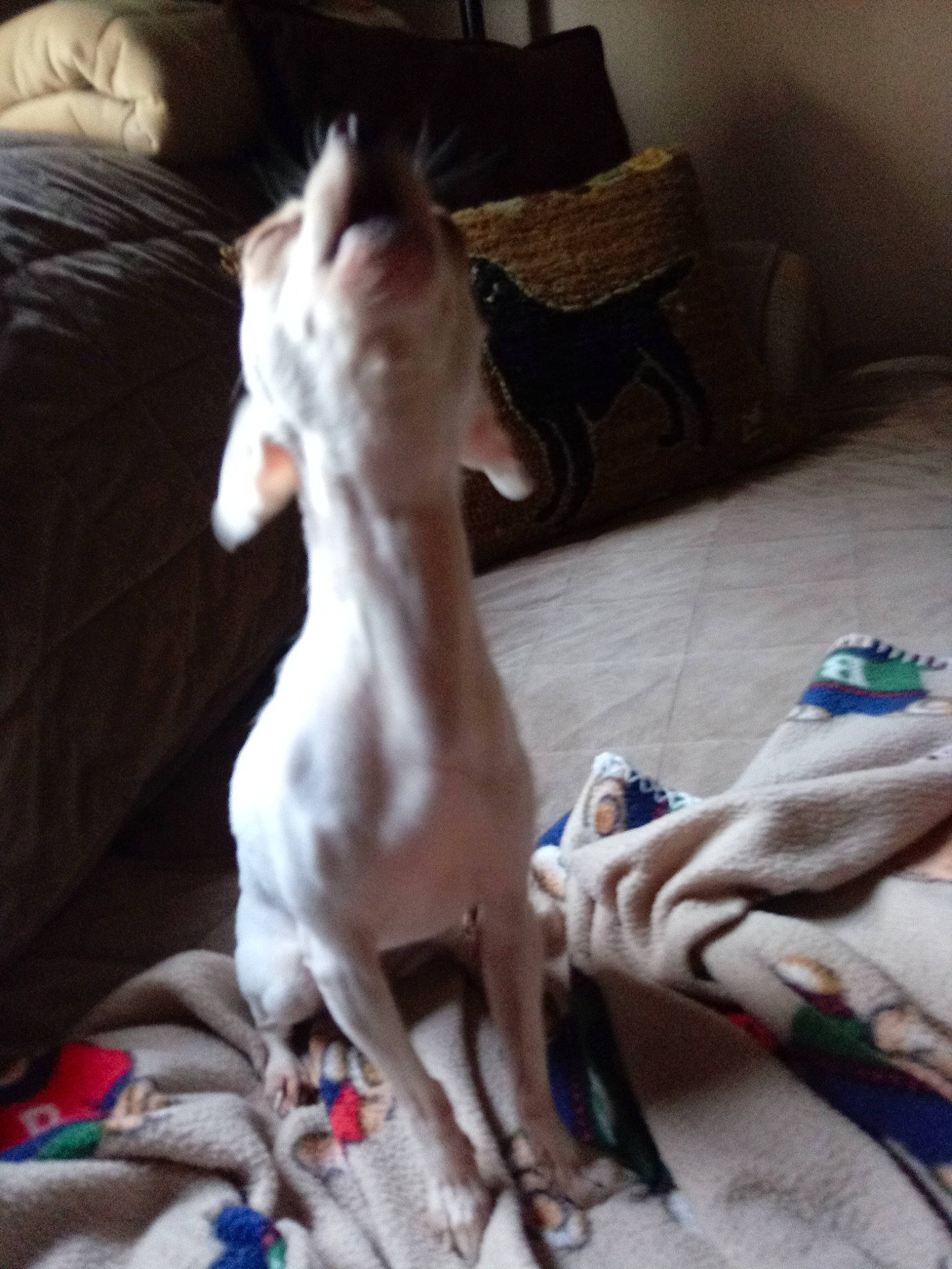 Finch joined the competition — help win amazing prizes! canidae, carnivore, cat, companion_dog, dog, dog_breed, donskoy, fawn, felidae, ibizan_hound, italian_greyhound, mammal, non_sporting_group, peruvian_hairless_dog, peterbald, sighthound, sphynx, toy_dog, vertebrate, whippet