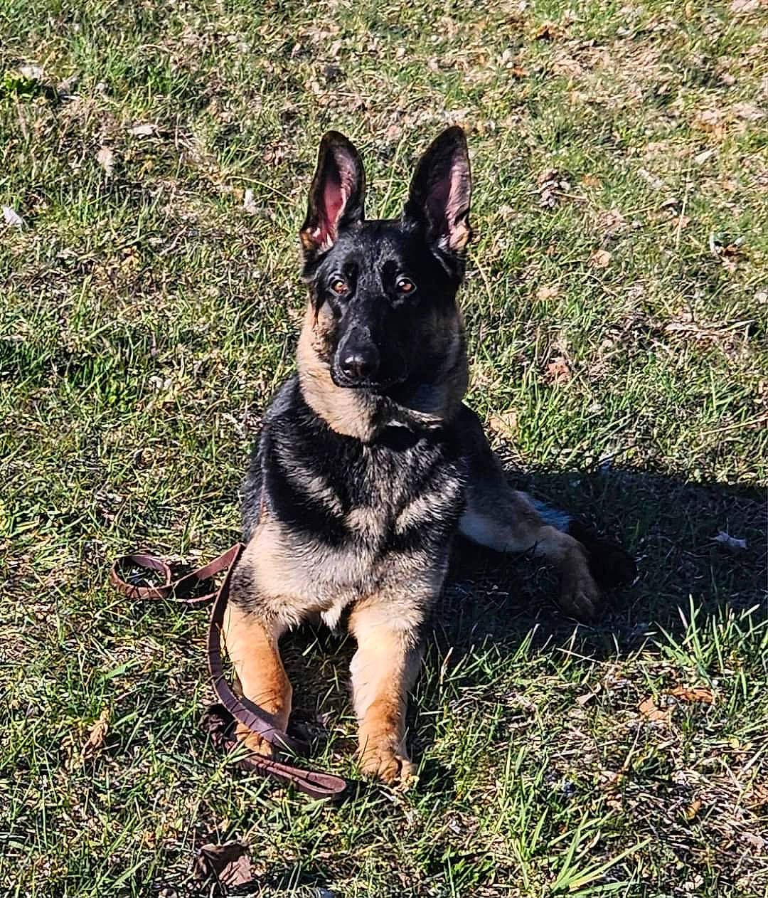 Kiki Rose joined the competition — help win amazing prizes! canidae, carnivore, companion_dog, dog, dog_breed, east_european_shepherd, fawn, german_shepherd_dog, grass, guard_dog, herding_dog, king_shepherd, non_sporting_group, plant, snout, sporting_group, terrestrial_animal, toy_dog, working_animal, working_dog