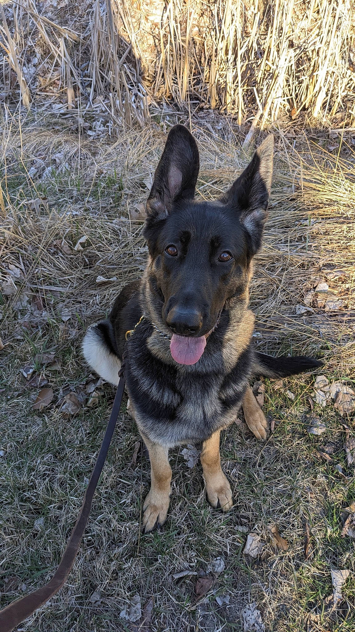 Kiki Rose is registered to the contest to win money with this photo: adventure, australian_cattle_dog, canidae, carnivore, dog, dog_breed, east_european_shepherd, german_shepherd_dog, grass, guard_dog, herding_dog, hunting_dog, paw, plant, snout, soil, sporting_group, working_animal, working_dog