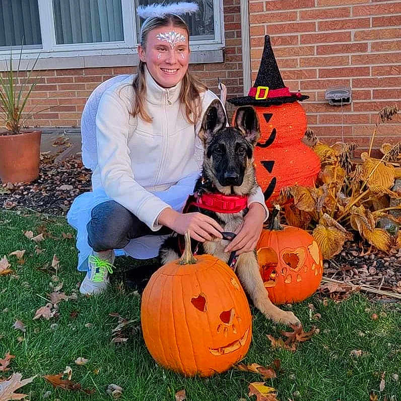 Rose Lorraine joined the competition — help win amazing prizes! calabaza, carnivore, companion_dog, cucurbita, dog, dog_breed, fawn, flowerpot, gourd, grass, house, houseplant, plant, pumpkin, smile, sporting_group, squash, vegetable, window, winter_squash