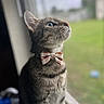 cat, tabby, bow_tie, window, looking_up, pet, animal, feline, indoor, side_profile, blurred_background, greenery, soft_light, portrait, whiskers, ears, fur, domestic_cat, close_up, curious