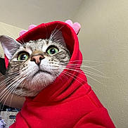 Beans is registered to the contest to win money with this photo: cat, tabby_cat, red_hoodie, costume, pet, green_eyes, whiskers, cute, indoor, animal, feline, face, portrait, clothing, apparel, fur, curious, closeup, headwear, domestic_animal