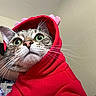 cat, tabby_cat, red_hoodie, costume, pet, green_eyes, whiskers, cute, indoor, animal, feline, face, portrait, clothing, apparel, fur, curious, closeup, headwear, domestic_animal