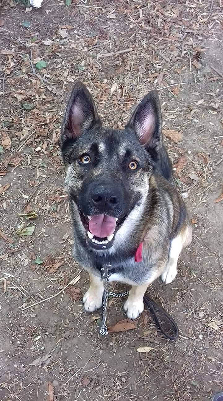 Bud a rejoint le concours — aidez-le/la à gagner de superbes lots ! black_norwegian_elkhound, canidae, carnivore, dog, dog_breed, east_european_shepherd, german_shepherd_dog, jamthund, king_shepherd, kunming_wolfdog, mammal, native_american_indian_dog, norwegian_elkhound, saarloos_wolfdog, seppala_siberian_sleddog, shiloh_shepherd_dog, snout, tamaskan_dog, vertebrate, wolfdog