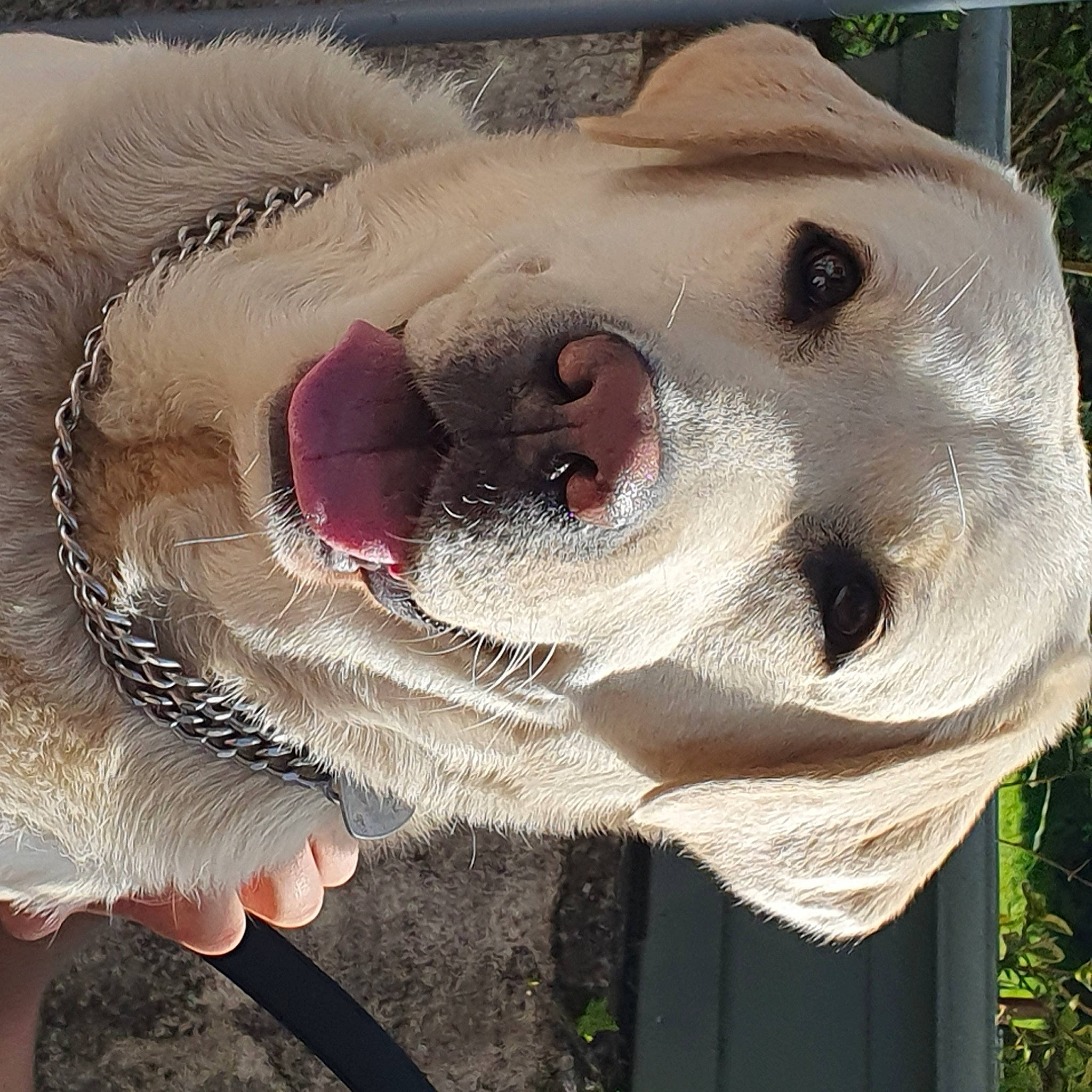 Olympe participe au concours pour gagner de l'argent avec cette photo : canidae, companion_dog, dog, dog_breed, eyelash, fang, fawn, fish, fur, grass, jaw, lawn_ornament, organism, photograph, plant, sculpture, snout, sporting_group, sunglasses, working_animal