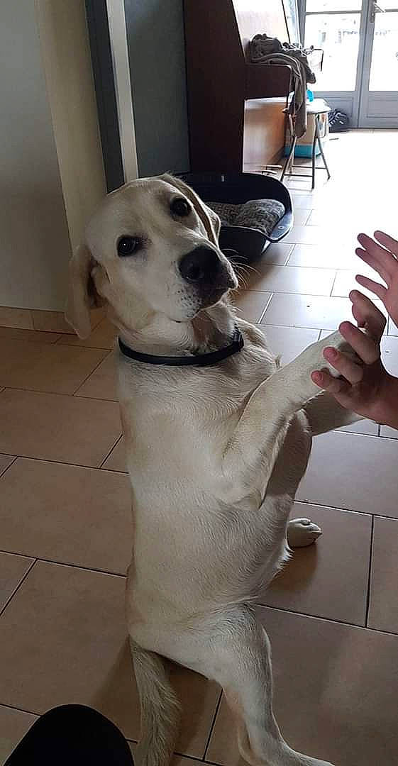 Olympe a rejoint le concours — aidez-le/la à gagner de superbes lots ! canidae, carnivore, companion_dog, dog, dog_breed, ear, fawn, labrador_retriever, mammal, non_sporting_group, nose, pointer, retriever, snout, sporting_group, tail, whiskers