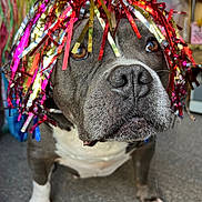 Lewiston joined the competition — help win amazing prizes! dog, pet, tinsel, wig, indoor, carpet, brown_eyes, close_up, animal, cute, decorative, funny, face, fur, nostrils, paws, looking_up, background_objects, domestic, portrait
