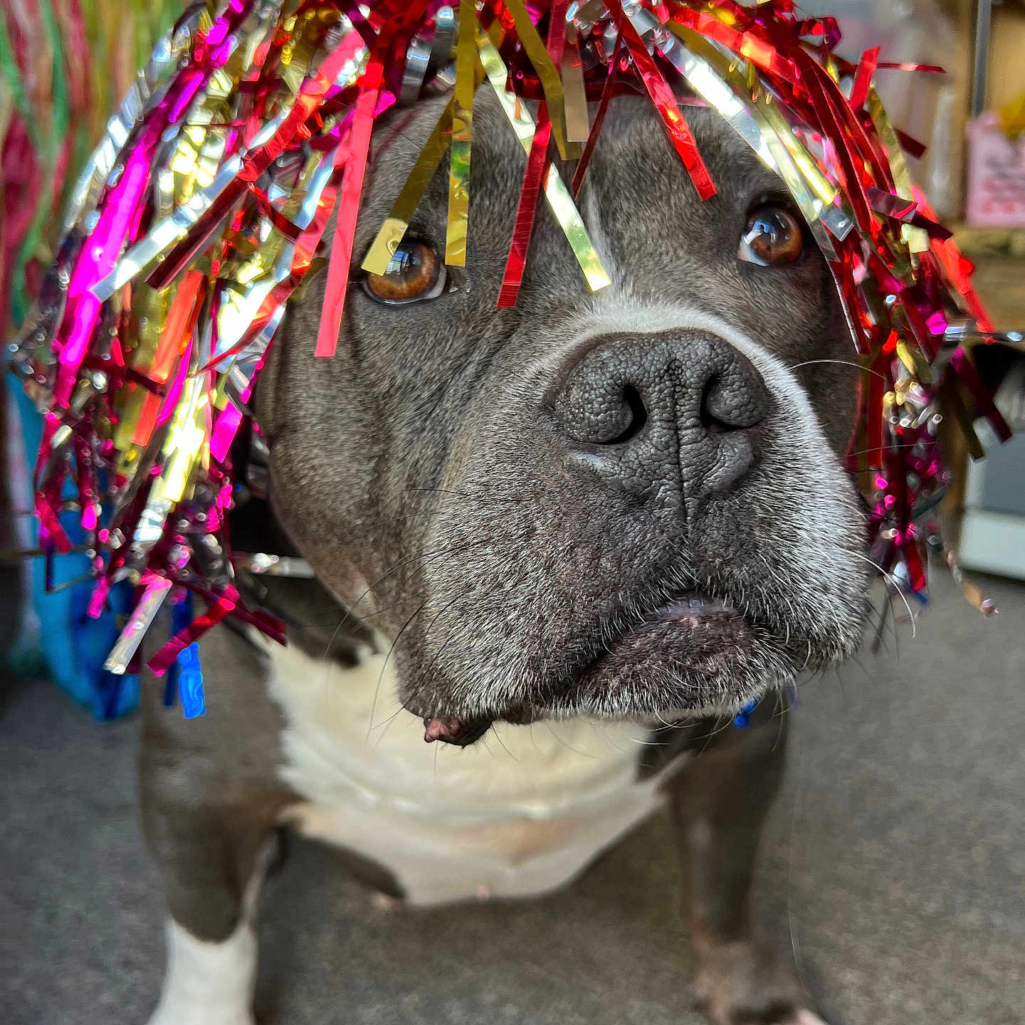 Lewiston joined the competition — help win amazing prizes! animal, background_objects, brown_eyes, carpet, close_up, cute, decorative, dog, domestic, face, funny, fur, indoor, looking_up, nostrils, paws, pet, portrait, tinsel, wig