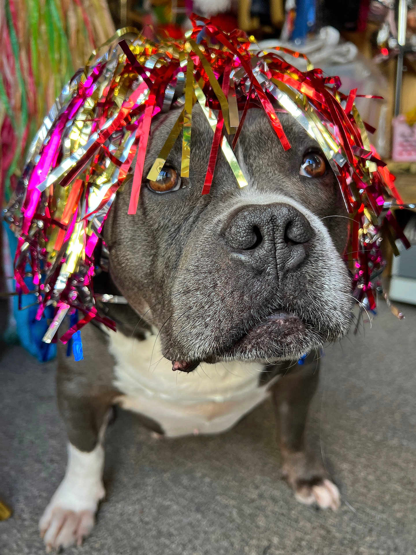 Lewiston joined the competition — help win amazing prizes! dog, pet, tinsel, wig, indoor, carpet, brown_eyes, close_up, animal, cute, decorative, funny, face, fur, nostrils, paws, looking_up, background_objects, domestic, portrait