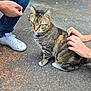 Grisou participe au concours pour gagner de l'argent avec cette photo : cat, tabby_cat, animal, pet, outdoor, pavement, person, hand, shoe, jeans, white_sneakers, grass, curious, sitting, feline, nature, casual, daylight, closeup, interaction