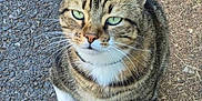 Grisou participe au concours pour gagner de l'argent avec cette photo : cat, tabby_cat, green_eyes, white_paws, sitting, outdoor, gravel, dirt, pet, animal, fur, whiskers, close_up, looking_up, curious, mammal, nature, domestic_cat, striped, cute