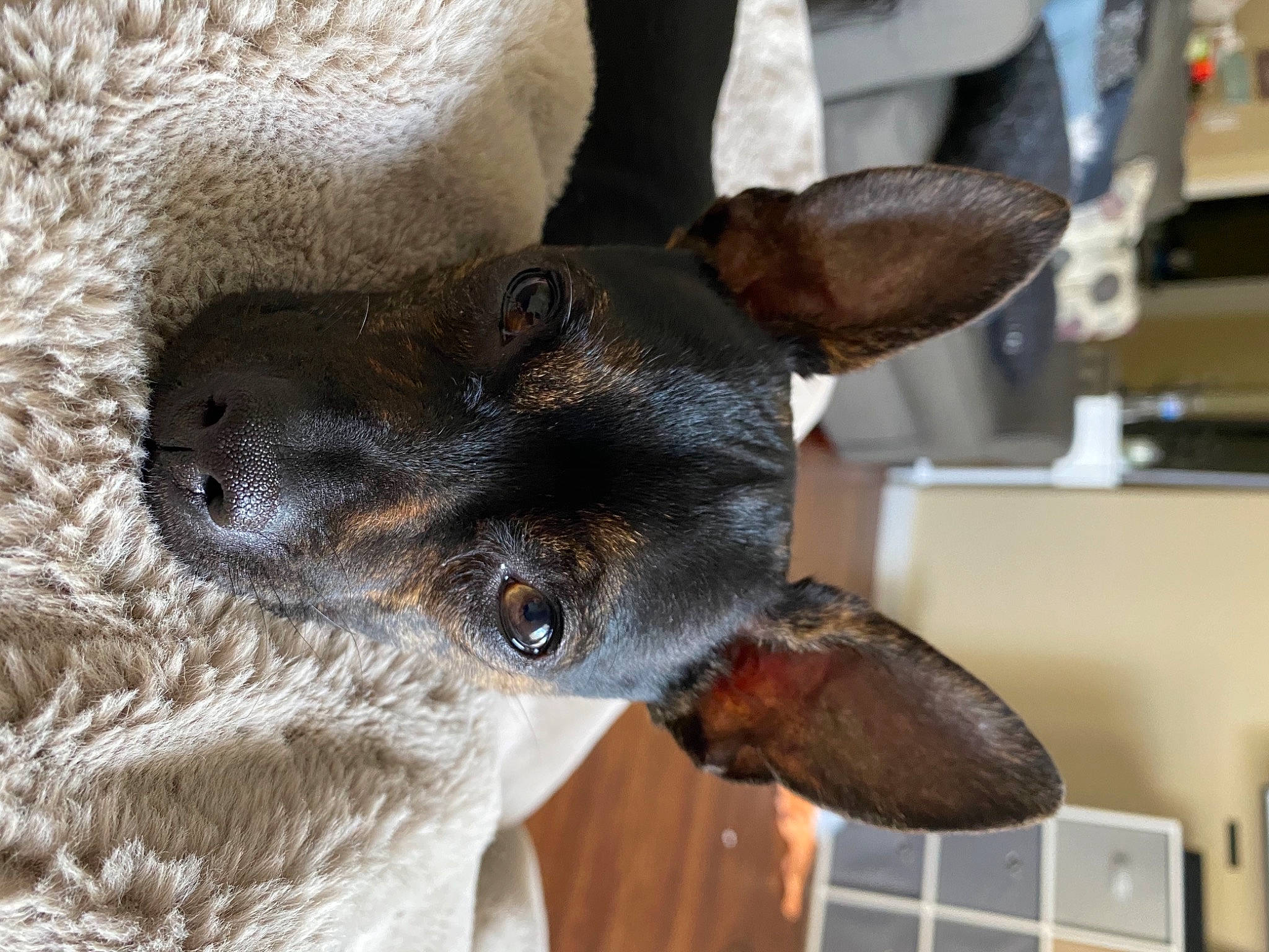Riot joined the competition — help win amazing prizes! canidae, carnivore, chihuahua, dog, dog_breed, english_toy_terrier, feist, mammal, miniature_pinscher, prazsky_krysarik, rat_terrier, russkiy_toy, snout, sporting_group, teddy_roosevelt_terrier, toy_dog, toy_fox_terrier, vertebrate