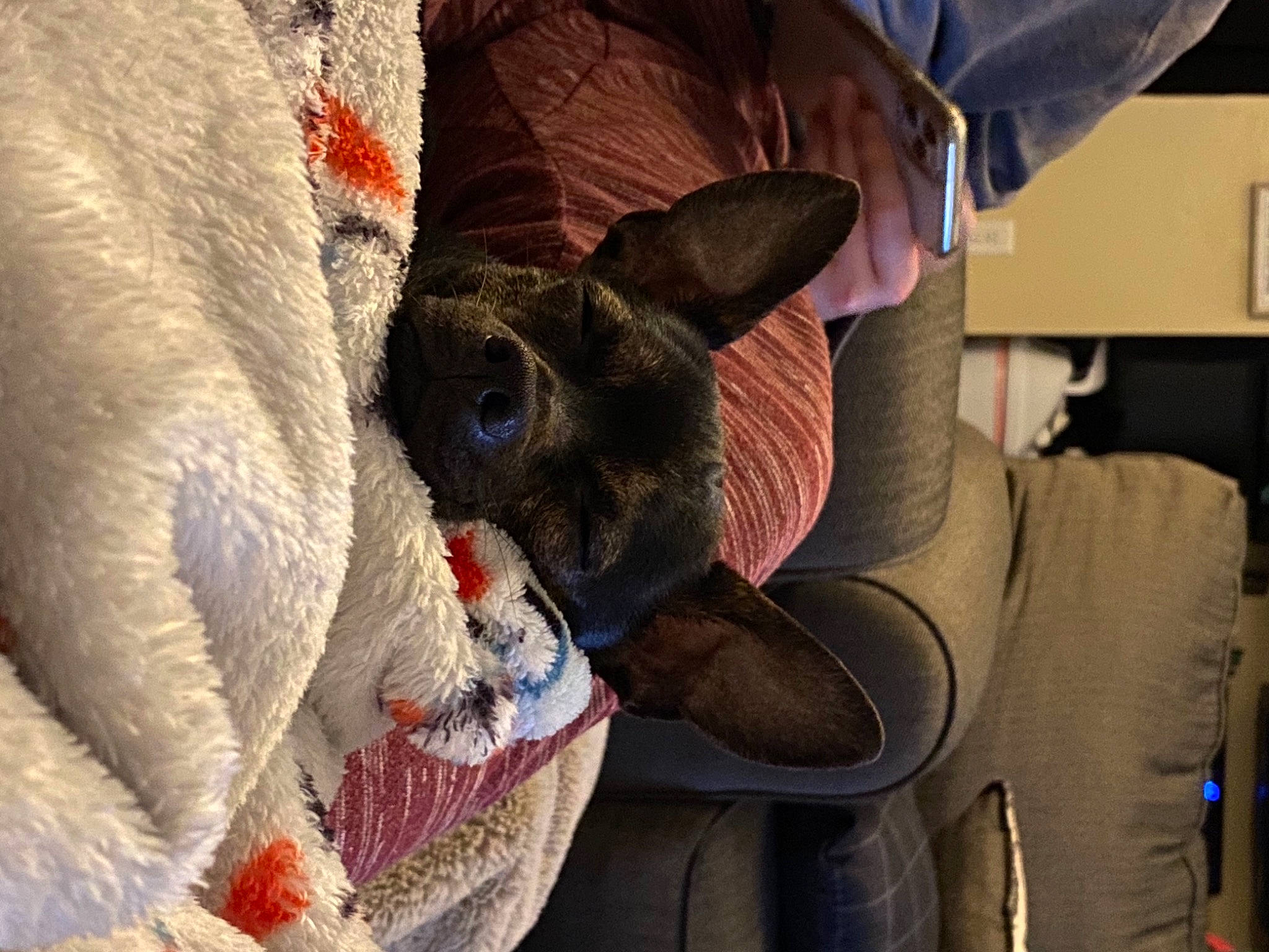 Riot joined the competition — help win amazing prizes! canidae, domestic_rabbit, ear, fawn, rabbit, rabbits_and_hares, snout