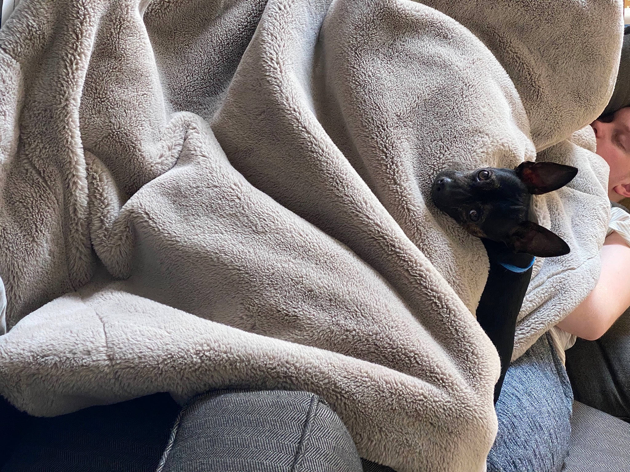 Riot is registered to the contest to win money with this photo: canidae, fawn, fur, great_dane, italian_greyhound, linens, rock, sculpture, statue, textile