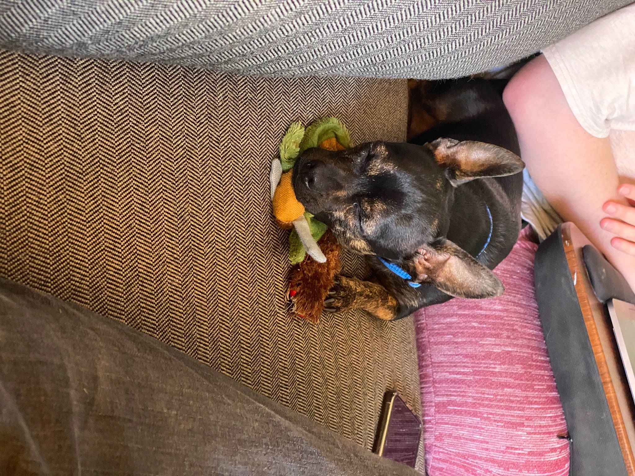 Riot joined the competition — help win amazing prizes! canidae, carnivore, dachshund, dog, dog_breed, miniature_pinscher, puppy, sporting_group, toy_dog