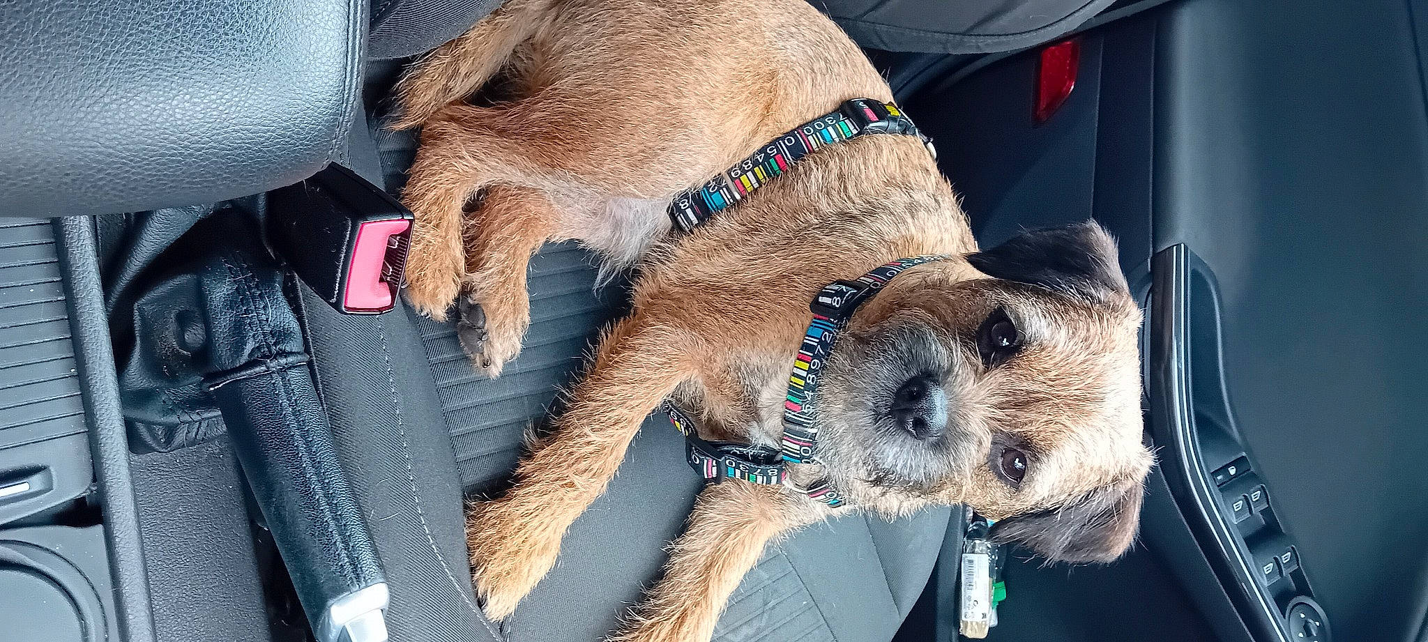 Tobby participe au concours pour gagner de l'argent avec cette photo : auto_part, border_terrier, canidae, carnivore, collar, companion_dog, dog, dog_breed, dog_collar, dog_supply, fashion_accessory, fawn, fur, hat, leash, personal_protective_equipment, snout, sporting_group, terrier, working_animal