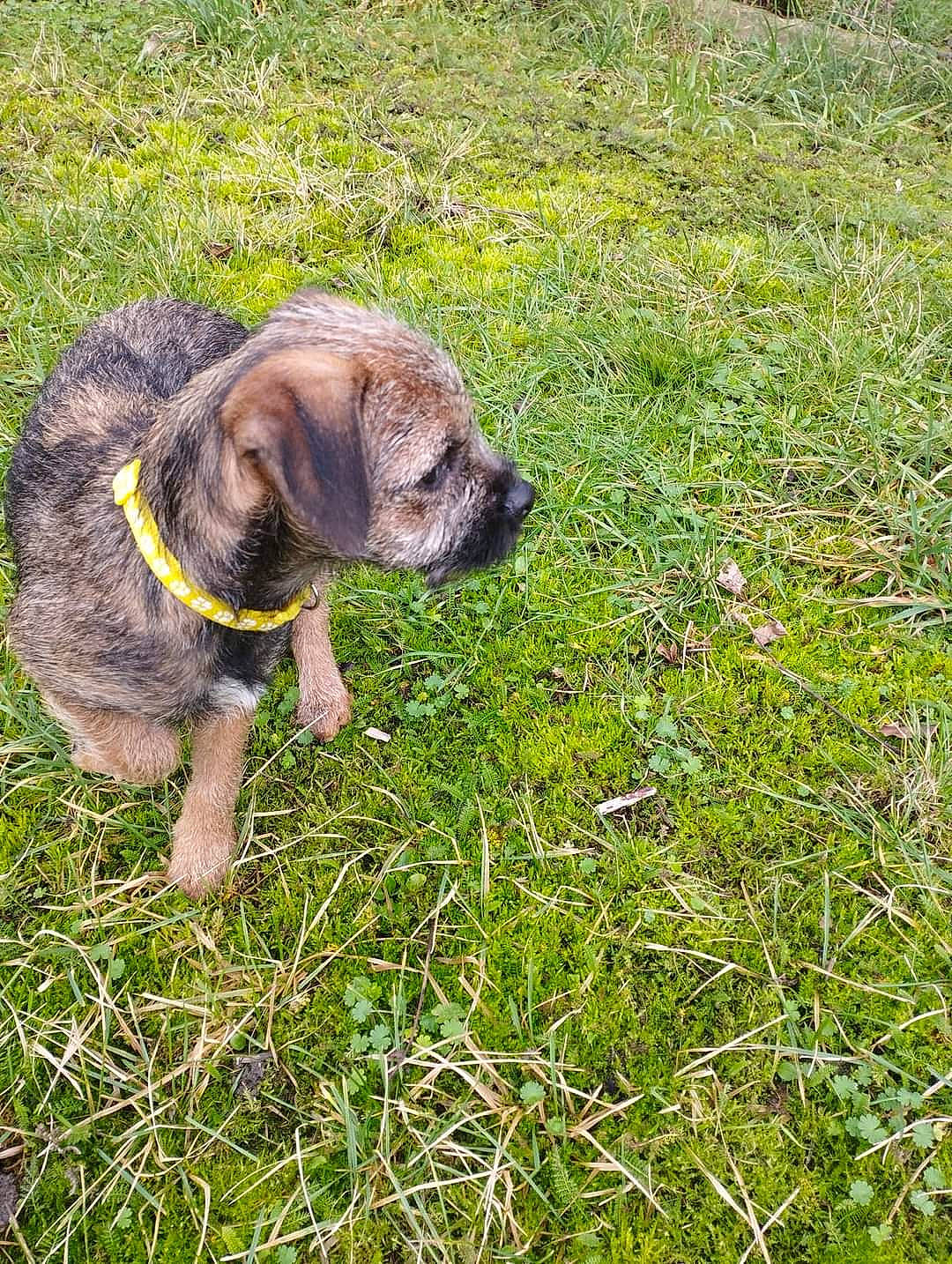 Tobby participe au concours pour gagner de l'argent avec cette photo : canidae, carnivore, collar, companion_dog, dog, dog_breed, dog_collar, fawn, grass, grass_family, grassland, groundcover, gun_dog, liver, plant, snout, sporting_group, tail, terrestrial_animal, working_animal