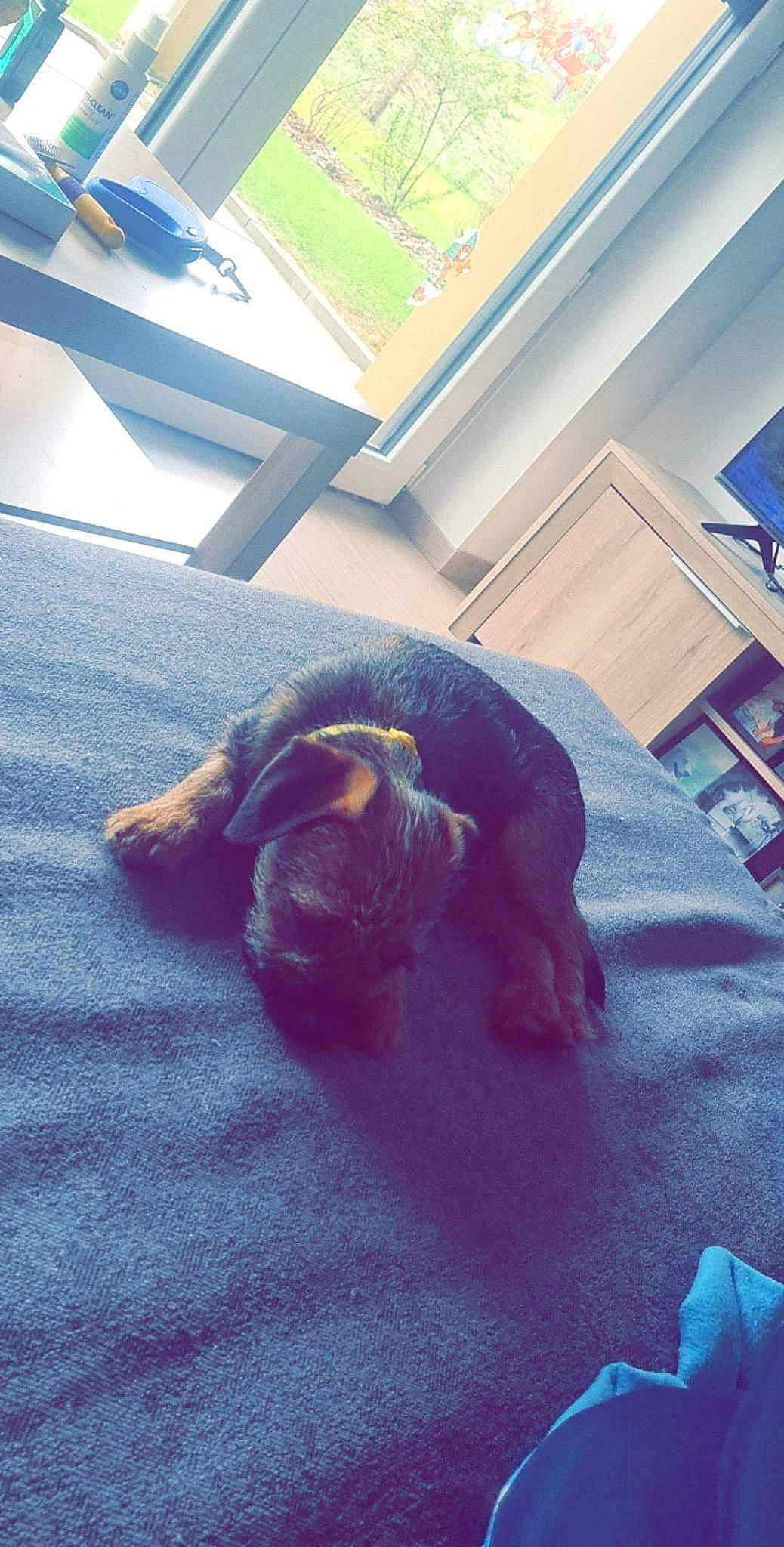 Tobby a rejoint le concours — aidez-le/la à gagner de superbes lots ! blue, carnivore, cat, comfort, companion_dog, dog_breed, fawn, felidae, floor, flooring, fur, grey, hardwood, linens, room, small_to_medium_sized_cats, tail, tints_and_shades, whiskers, wood