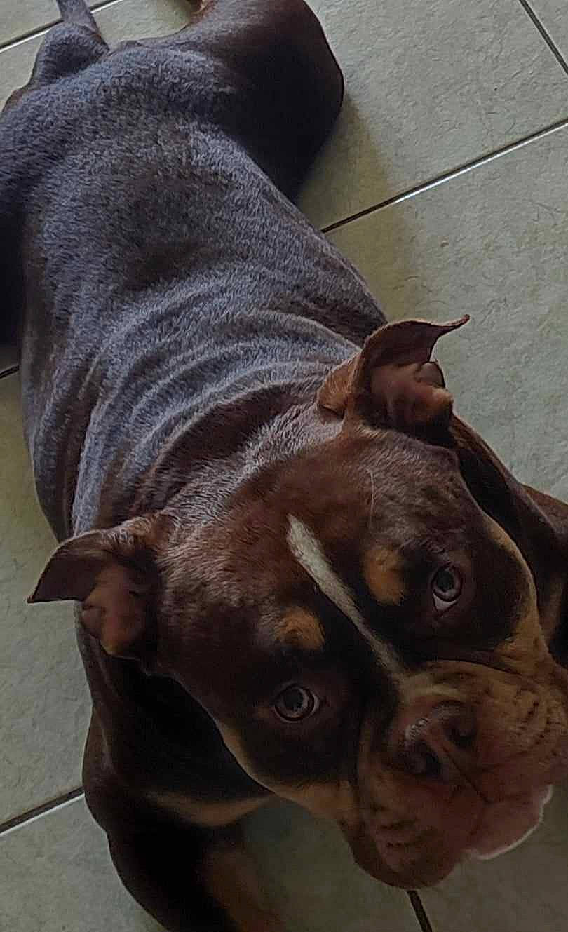 Bleue participe au concours pour gagner de l'argent avec cette photo : boxer, brown, canidae, carnivore, collar, companion_dog, dog, dog_breed, dog_collar, ear, fawn, guard_dog, liver, snout, sporting_group, terrestrial_animal, whiskers, working_animal, working_dog, wrinkle