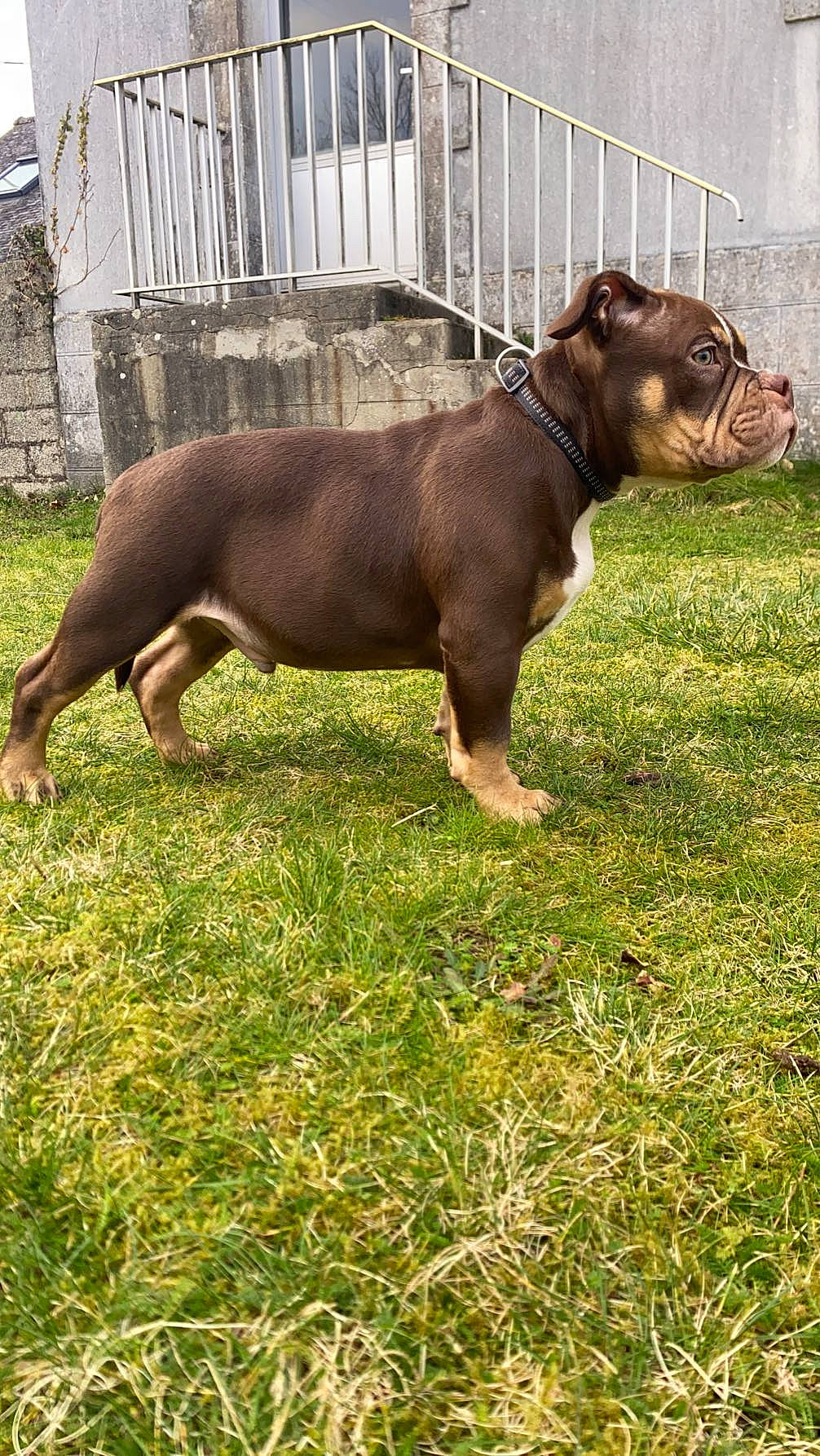 Bleue a rejoint le concours — aidez-le/la à gagner de superbes lots ! bovine, canidae, carnivore, companion_dog, dog_breed, fawn, grass, grassland, grazing, liver, livestock, pasture, plant, snout, sporting_group, tail, terrestrial_animal, wildlife, working_animal, wrinkle