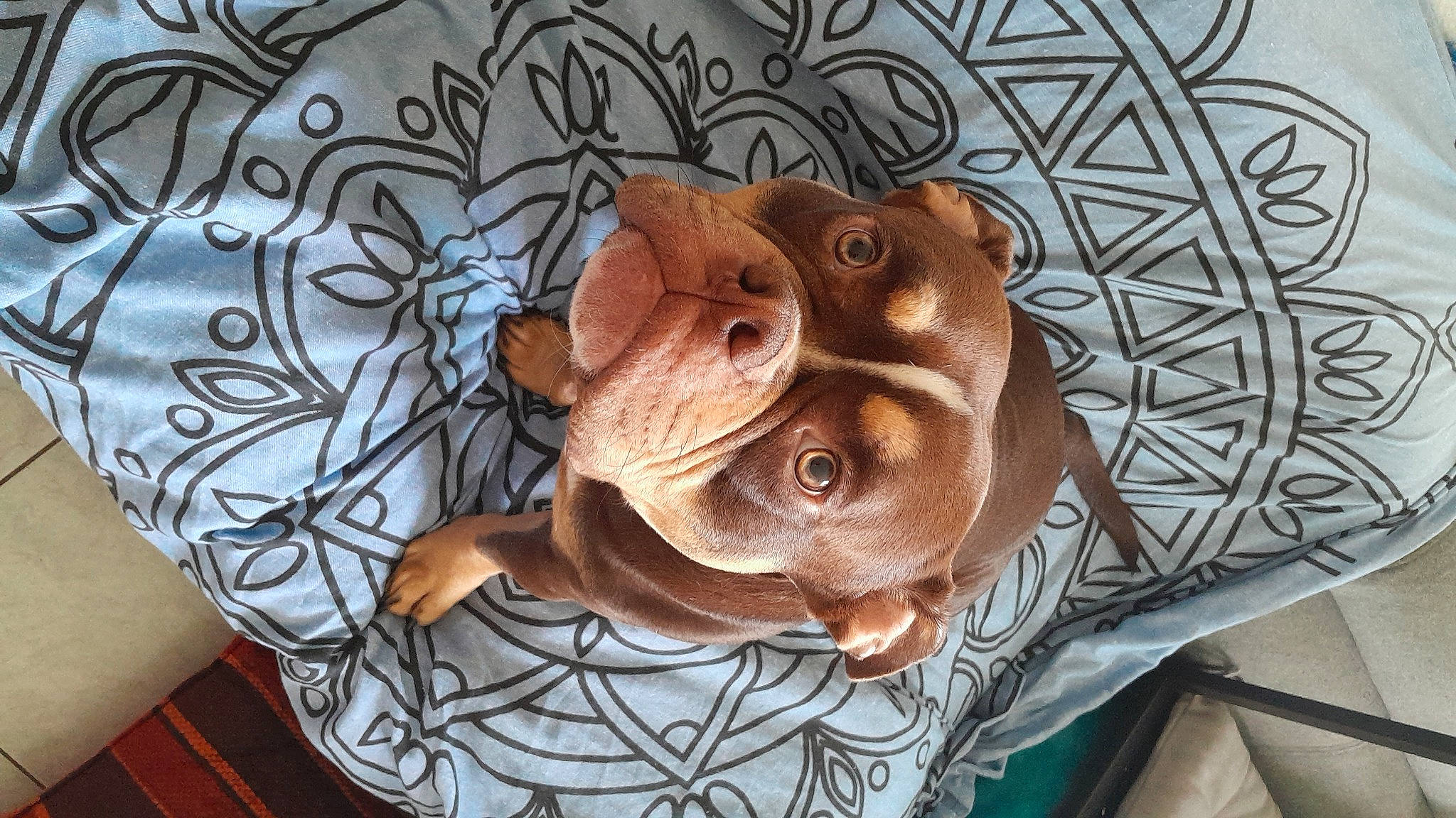 Bleue a rejoint le concours — aidez-le/la à gagner de superbes lots ! art, artifact, carving, ceiling, fashion_accessory, fawn, linens, pattern, personal_protective_equipment, plant, saving, sculpture, sleeve, snout, sunglasses, tree, visual_arts, wood, working_animal, wrinkle