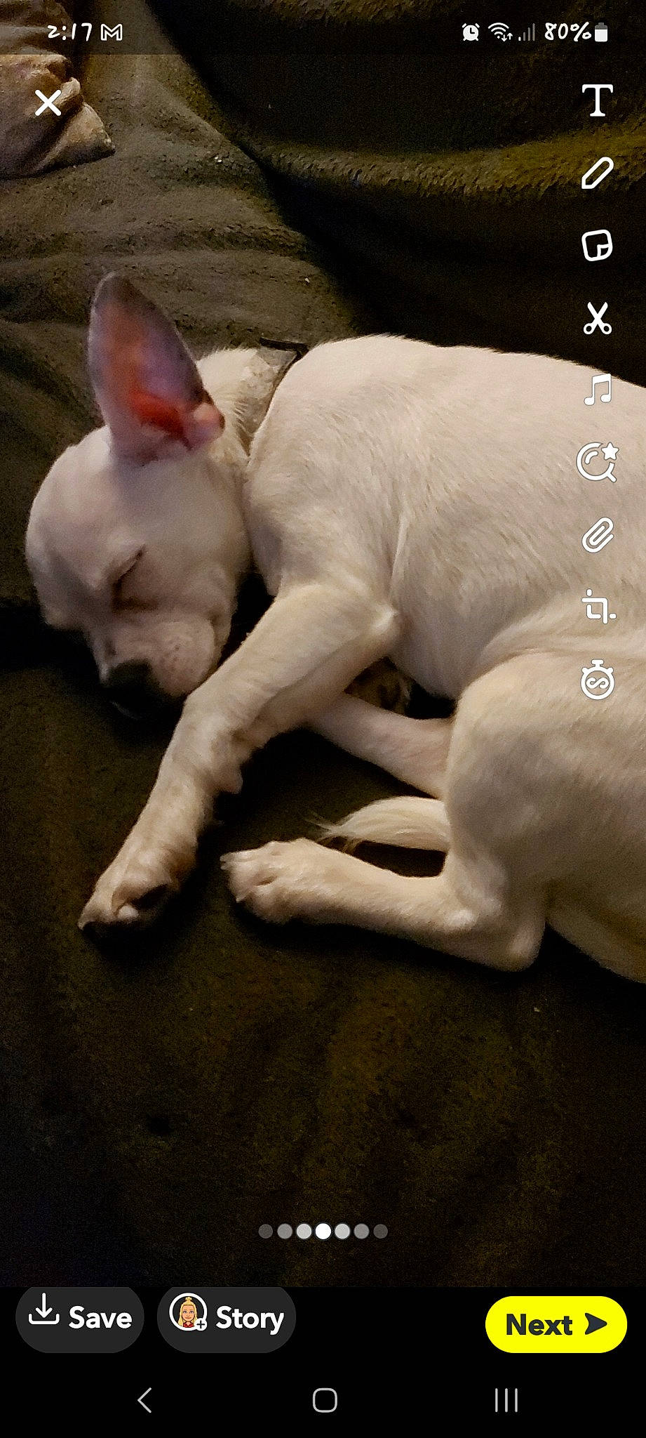 Rebel Gwinn is registered to the contest to win money with this photo: canidae, carnivore, comfort, companion_dog, dog, dog_breed, ear, fawn, foot, non_sporting_group, paw, snout, sporting_group, tail, terrestrial_animal, working_animal