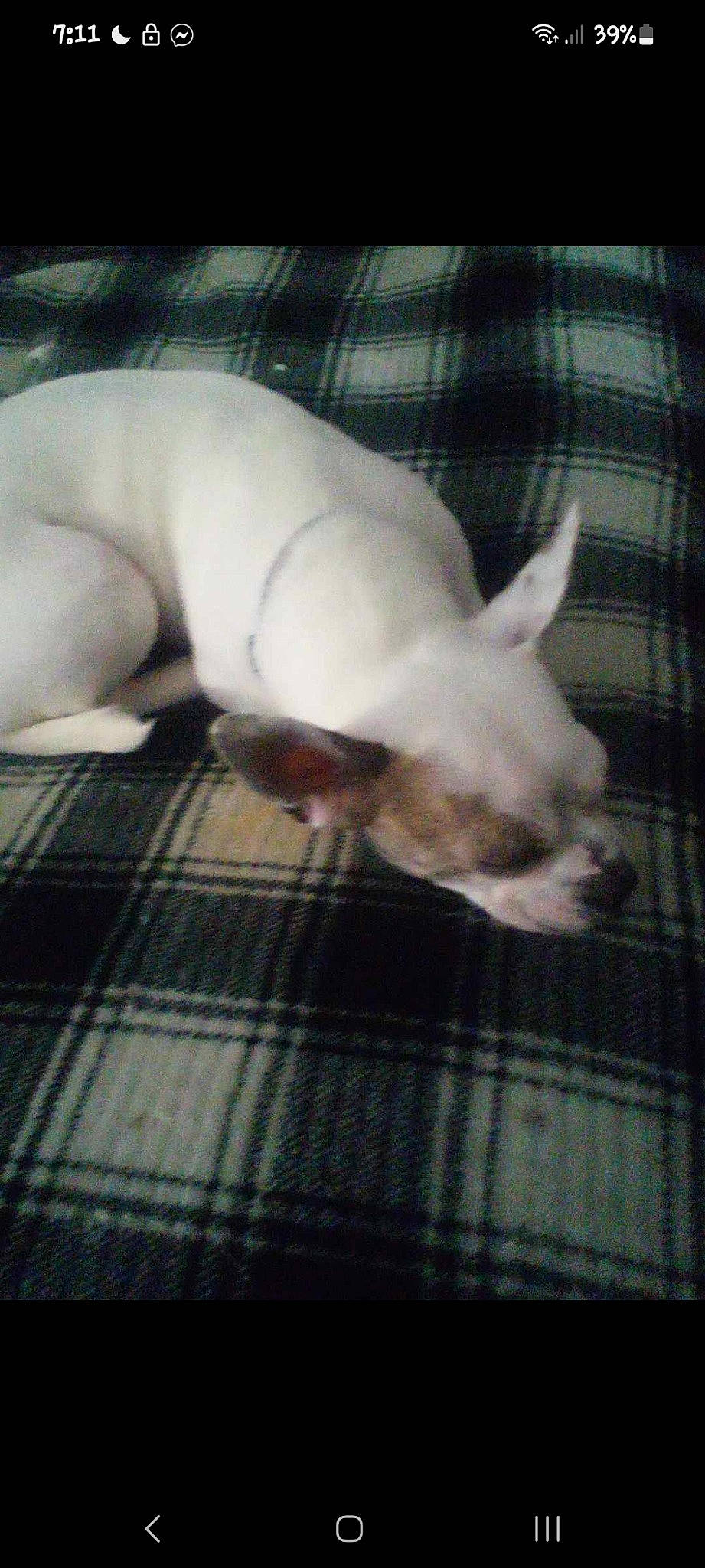 Rebel Gwinn is registered to the contest to win money with this photo: canidae, carnivore, claw, comfort, companion_dog, dog, dog_breed, ear, fawn, jaw, pattern, paw, plaid, snout, sporting_group, tail, tartan, terrestrial_animal, whiskers, working_animal