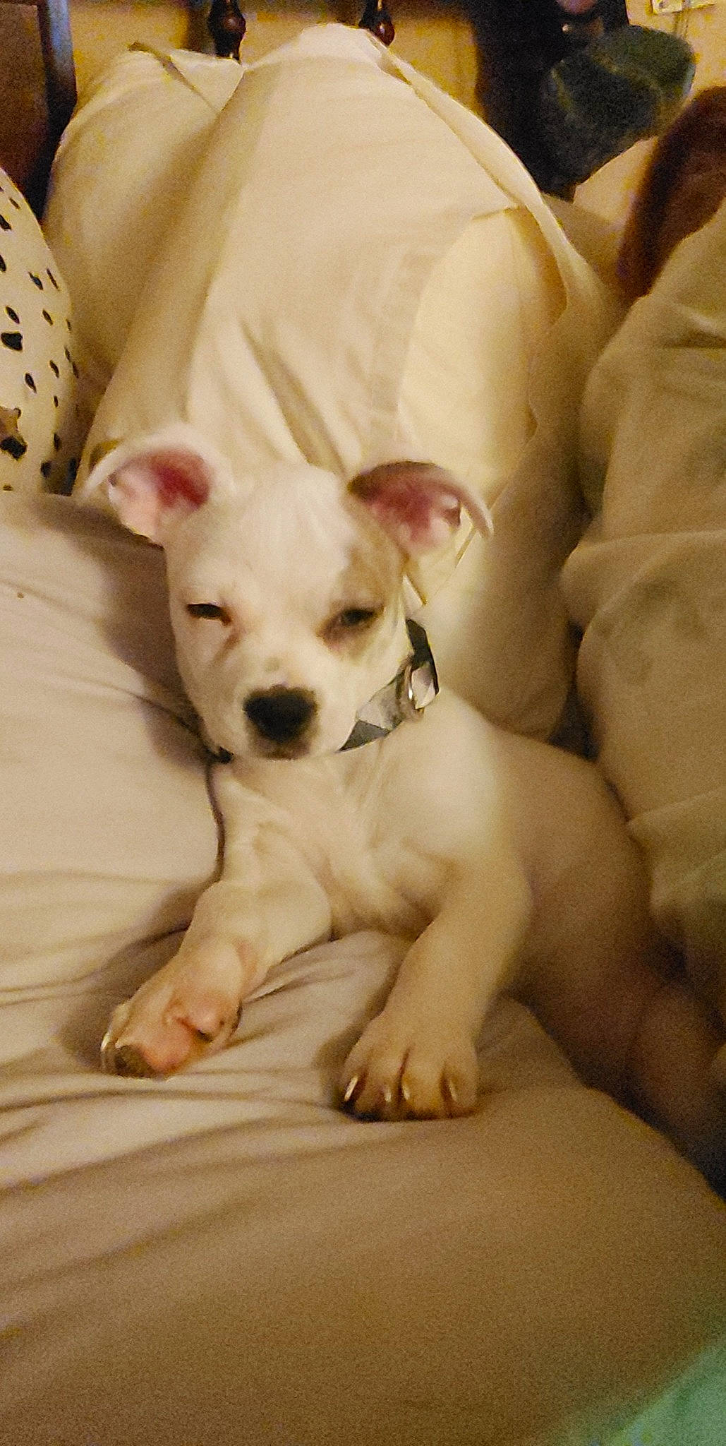 Rebel Gwinn joined the competition — help win amazing prizes! bored, canidae, carnivore, comfort, companion_dog, dog, dog_breed, fawn, non_sporting_group, sitting, snout, sporting_group, terrestrial_animal, toy_dog, working_animal