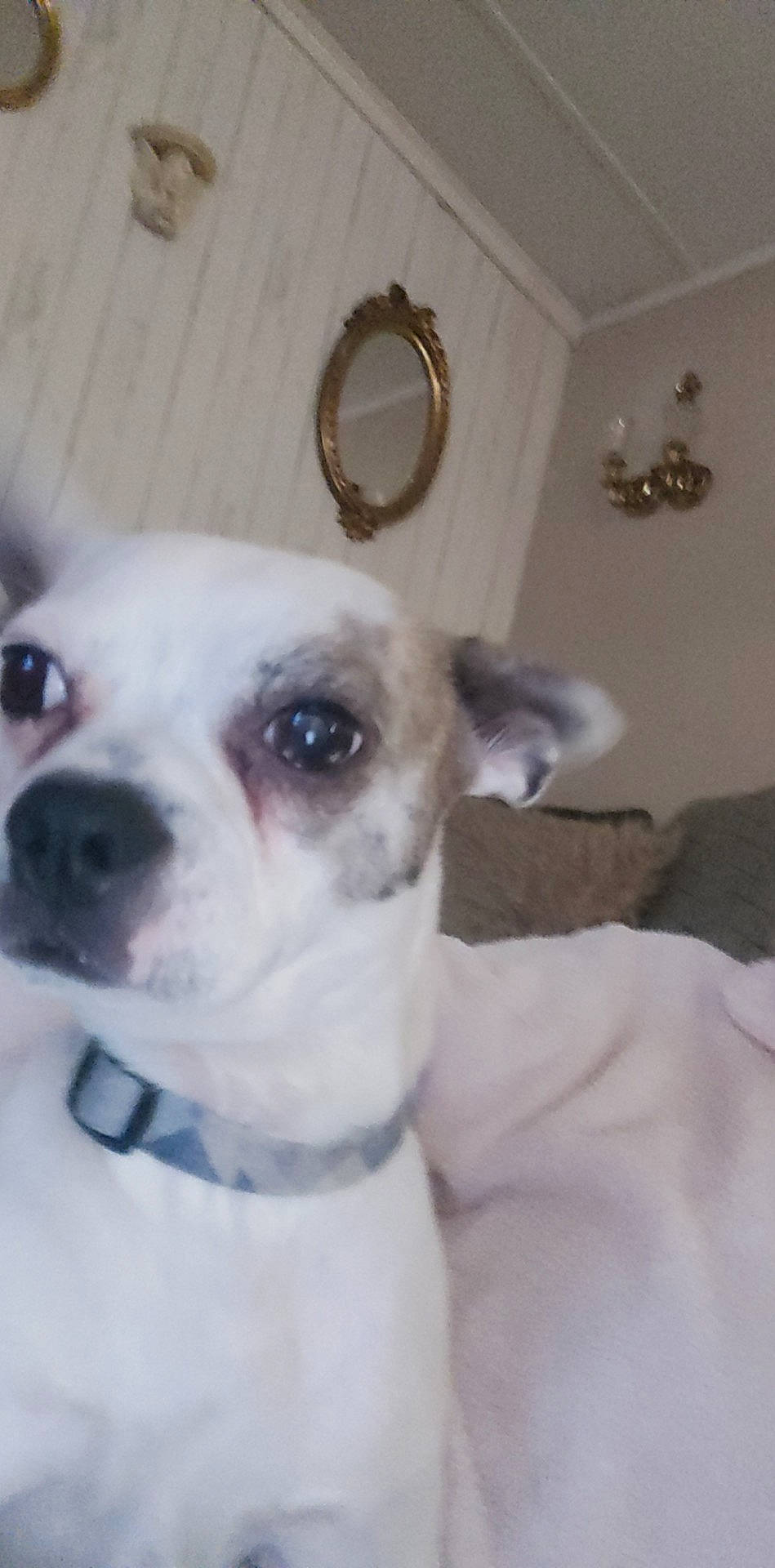 Rebel Gwinn is registered to the contest to win money with this photo: canidae, carnivore, collar, companion_dog, dog, dog_breed, dog_collar, ear, fawn, fur, non_sporting_group, pet_supply, snout, sporting_group, toy_dog, whiskers, working_animal