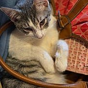 Baby joined the competition — help win amazing prizes! cat, gray, white, fur, pet, animal, handbag, leather, brown, closeup, cute, domestic, feline, indoor, resting, soft, patterned, pink, cozy, curled_up
