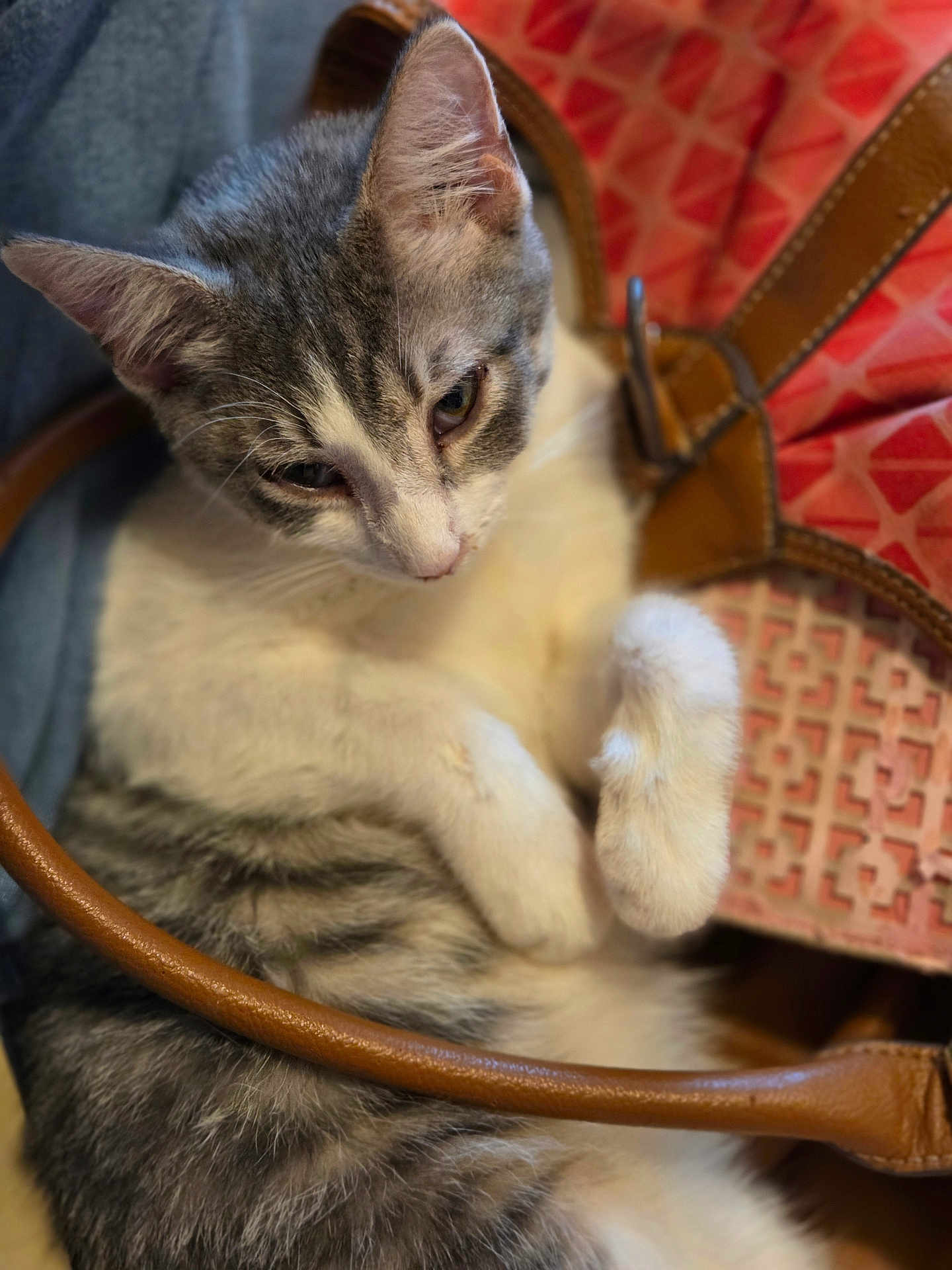 Baby joined the competition — help win amazing prizes! cat, gray, white, fur, pet, animal, handbag, leather, brown, closeup, cute, domestic, feline, indoor, resting, soft, patterned, pink, cozy, curled_up