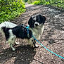 dog, black_and_white, leash, harness, forest_path, outdoor, nature, greenery, sunlight, shadows, animal, pet, walking, curious, canine, small_dog, fur, trail, quiet, daytime