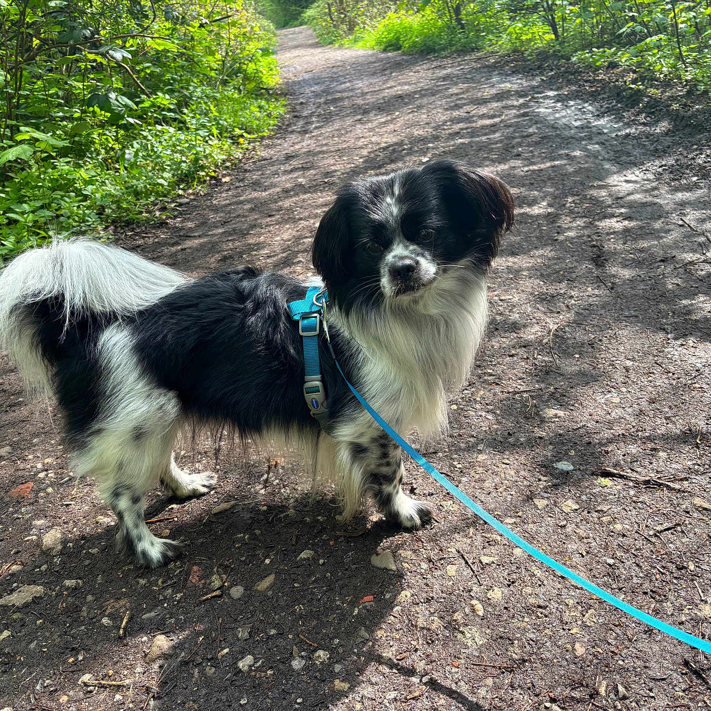 Frankie joined the competition — help win amazing prizes! animal, black_and_white, canine, curious, daytime, dog, forest_path, fur, greenery, harness, leash, nature, outdoor, pet, quiet, shadows, small_dog, sunlight, trail, walking