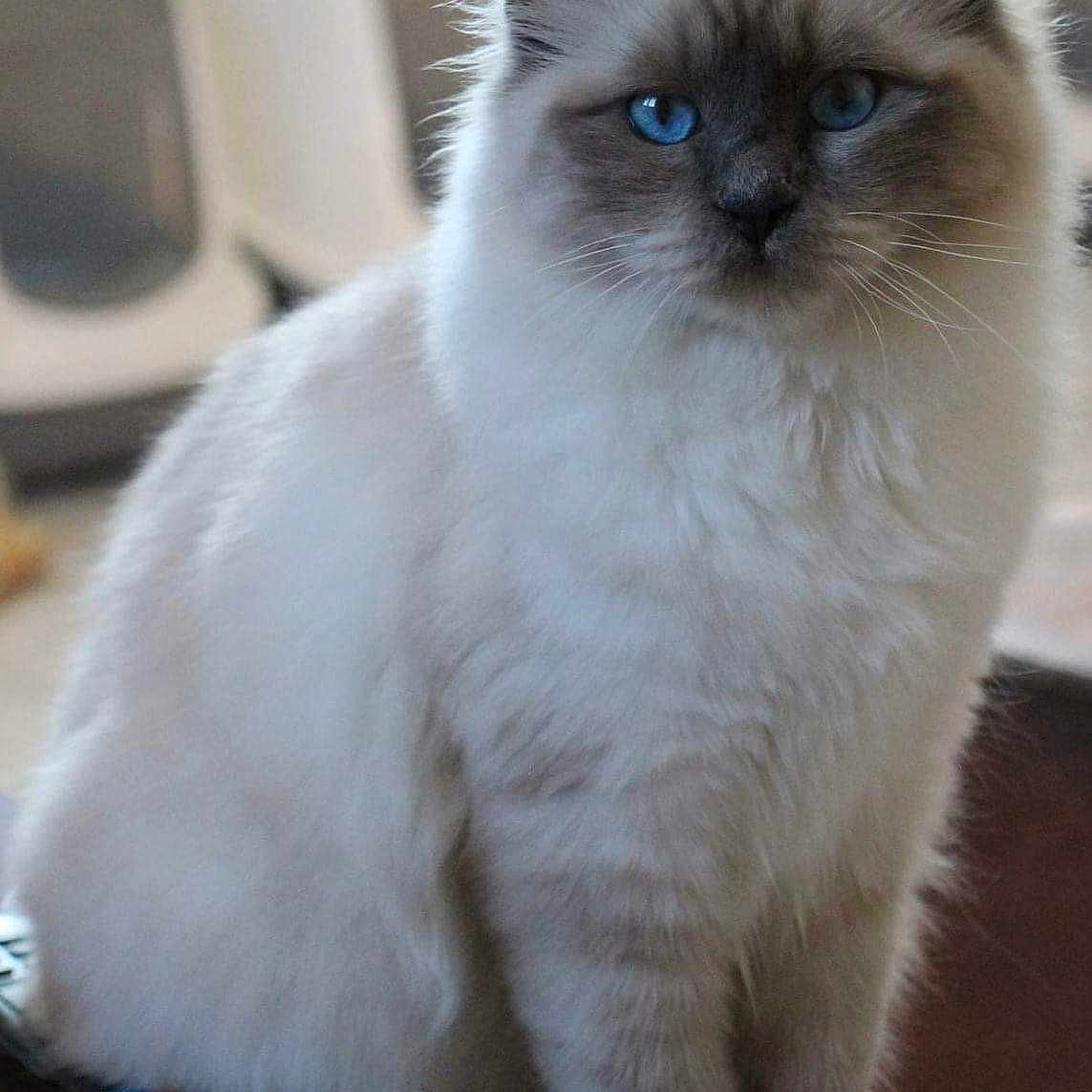 Ornella