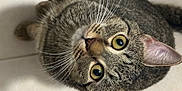Mara is registered to the contest to win money with this photo: cat, tabby_cat, whiskers, close_up, floor, tile, pet, animal, fur, ears, eyes, curious, domestic_cat, looking_up, mammal, indoor, cute, feline, portrait, laying_down