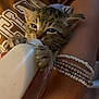 Mara is registered to the contest to win money with this photo: kitten, cat, bottle, feeding, hand, bracelet, person, closeup, fur, paw, brown_shirt, nurturing, young_animal, domestic_animal, cute, indoor, intimate, pet, animal, soft_lighting