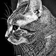 Mara joined the competition — help win amazing prizes! cat, whiskers, close_up, profile, black_and_white, fur, animal, pet, portrait, intense_gaze, ear, texture, indoor, mammal, feline, detailed, sharp, monochrome, quiet, still_life