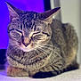Mara is registered to the contest to win money with this photo: cat, tabby, feline, pet, animal, closeup, relaxed, sleeping, whiskers, fur, ears, indoor, purple_background, soft_light, resting, cute, mammal, domestic, cozy, peaceful