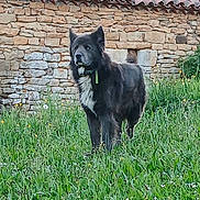 Zeus a rejoint le concours — aidez-le/la à gagner de superbes lots ! alert, animal, canine, collar, daytime, dog, field, fur, grass, greenery, landscape, mammal, nature, outdoor, pet, roof, rural, standing, stone_wall, wildflowers