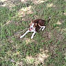 Boss is registered to the contest to win money with this photo: animal, brown, canine, daytime, dog, fur, grass, ground, leash, nature, outdoor, pet, playful, resting, shade, summer, sunlight, tongue_out, tree, white