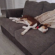 Boss joined the competition — help win amazing prizes! blanket, brown, canine, collar, comfortable, couch, dog, domestic_animal, floor, fur, furniture, home, indoor, laying_down, living_room, pet, relaxed, resting, white, wood_floor