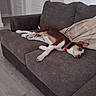 blanket, brown, canine, collar, comfortable, couch, dog, domestic_animal, floor, fur, furniture, home, indoor, laying_down, living_room, pet, relaxed, resting, white, wood_floor