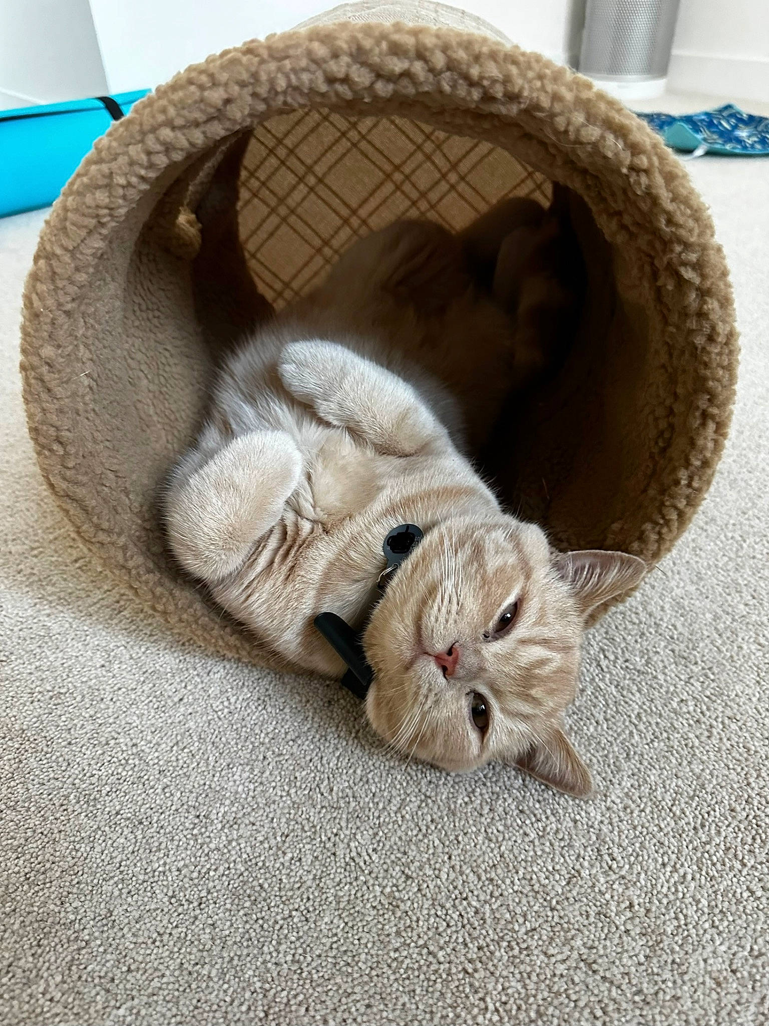 Maui is registered to the contest to win money with this photo: beige, carnivore, cat, cat_bed, cat_supply, claw, comfort, domestic_short_haired_cat, fawn, felidae, fur, linens, nap, paw, sleep, small_to_medium_sized_cats, snout, tail, whiskers, wood